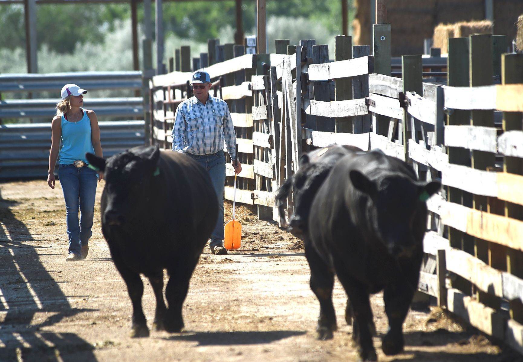 Dought bull sale
